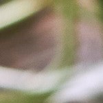 Photo © 2022 The Grosby Group Food Division
Rollitos de verdura
salsa
1 trozo jengibre
pizca de sal
ralladura de lima
aceite de sésamo
zumo de media lima
30 ml soja
aplastar con mortero
remojar hoja de papel de
arroz en paño húmedo
tapar y dejar 4 min
relleno
hojas de lechuga
repollo colorado
pimiento verde
zanahoria
chile rojo
incorporar salsa
agregar sésamo negro y cilantro
Vegetable rolls
sauce
1 piece ginger
pinch of salt
grated lime
sesame oil
juice of half lime
2 tbsp of soy sauce
crush with mortar
soak sheet of rice paper in a damp cloth
cover and leave 4 min.
stuffing
lettuce leaves
red cabbage
green pepper
carrot
red pepper
add sauce
add black sesame and cilantro
Rotoli di verdure
sugo
1 pezzo di zenzero
un pizzico di sale
lime grattugiato
olio di sesamo
succo di mezzo lime
30 ml di salsa di soia
schiacciare con un mortaio
mettere in ammollo un foglio di carta
di riso in un panno umido
coprire e lasciare riposare per 4 min.
farcitura
foglie di lattuga
cavolo rosso
pepe verde
carota
peperoncino rosso
aggiungere la salsa
aggiungere sesamo nero e coriandolo