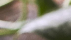 Photo © 2022 The Grosby Group Food Division

Rollitos de verdura

salsa
1 trozo jengibre
pizca de sal
ralladura de lima
aceite de sésamo
zumo de media lima
30 ml soja

aplastar con mortero
remojar hoja de papel de
arroz en paño húmedo

tapar y dejar 4 min

relleno
hojas de lechuga
repollo colorado
pimiento verde
zanahoria
chile rojo

incorporar salsa
agregar sésamo negro y cilantro


Vegetable rolls

sauce
1 piece ginger
pinch of salt
grated lime
sesame oil
juice of half lime
2 tbsp of soy sauce

crush with mortar 

soak sheet of rice paper in a damp cloth
 

cover and leave 4 min.

stuffing
lettuce leaves
red cabbage
green pepper
carrot
red pepper

add sauce
add black sesame and cilantro

Rotoli di verdure

sugo
1 pezzo di zenzero
un pizzico di sale
lime grattugiato
olio di sesamo
succo di mezzo lime
30 ml di salsa di soia

schiacciare con un mortaio

mettere in ammollo un foglio di carta
di riso in un panno umido

coprire e lasciare riposare per 4 min.

farcitura
foglie di lattuga
cavolo rosso
pepe verde
carota
peperoncino rosso

aggiungere la salsa
aggiungere sesamo nero e coriandolo