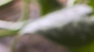 Photo © 2022 The Grosby Group Food Division

Rollitos de verdura

salsa
1 trozo jengibre
pizca de sal
ralladura de lima
aceite de sésamo
zumo de media lima
30 ml soja

aplastar con mortero
remojar hoja de papel de
arroz en paño húmedo

tapar y dejar 4 min

relleno
hojas de lechuga
repollo colorado
pimiento verde
zanahoria
chile rojo

incorporar salsa
agregar sésamo negro y cilantro


Vegetable rolls

sauce
1 piece ginger
pinch of salt
grated lime
sesame oil
juice of half lime
2 tbsp of soy sauce

crush with mortar 

soak sheet of rice paper in a damp cloth
 

cover and leave 4 min.

stuffing
lettuce leaves
red cabbage
green pepper
carrot
red pepper

add sauce
add black sesame and cilantro

Rotoli di verdure

sugo
1 pezzo di zenzero
un pizzico di sale
lime grattugiato
olio di sesamo
succo di mezzo lime
30 ml di salsa di soia

schiacciare con un mortaio

mettere in ammollo un foglio di carta
di riso in un panno umido

coprire e lasciare riposare per 4 min.

farcitura
foglie di lattuga
cavolo rosso
pepe verde
carota
peperoncino rosso

aggiungere la salsa
aggiungere sesamo nero e coriandolo