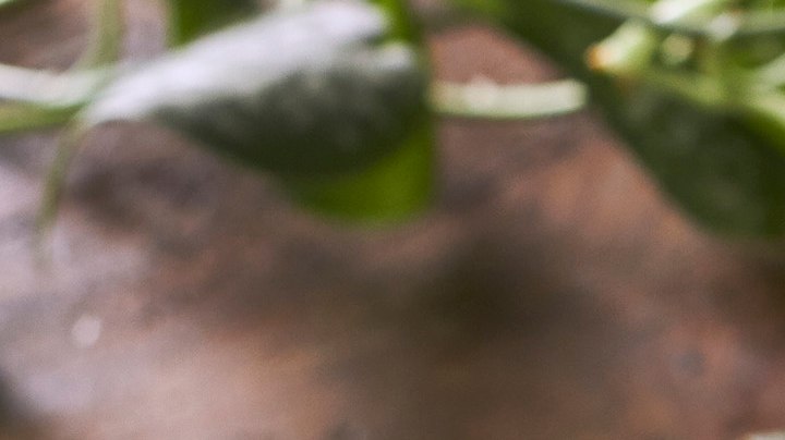 Photo © 2022 The Grosby Group Food Division

Rollitos de verdura

salsa
1 trozo jengibre
pizca de sal
ralladura de lima
aceite de sésamo
zumo de media lima
30 ml soja

aplastar con mortero
remojar hoja de papel de
arroz en paño húmedo

tapar y dejar 4 min

relleno
hojas de lechuga
repollo colorado
pimiento verde
zanahoria
chile rojo

incorporar salsa
agregar sésamo negro y cilantro


Vegetable rolls

sauce
1 piece ginger
pinch of salt
grated lime
sesame oil
juice of half lime
2 tbsp of soy sauce

crush with mortar 

soak sheet of rice paper in a damp cloth
 

cover and leave 4 min.

stuffing
lettuce leaves
red cabbage
green pepper
carrot
red pepper

add sauce
add black sesame and cilantro

Rotoli di verdure

sugo
1 pezzo di zenzero
un pizzico di sale
lime grattugiato
olio di sesamo
succo di mezzo lime
30 ml di salsa di soia

schiacciare con un mortaio

mettere in ammollo un foglio di carta
di riso in un panno umido

coprire e lasciare riposare per 4 min.

farcitura
foglie di lattuga
cavolo rosso
pepe verde
carota
peperoncino rosso

aggiungere la salsa
aggiungere sesamo nero e coriandolo