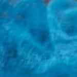 plato de ceviche de atun