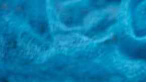 plato de ceviche de atun