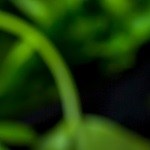 Arroz con mejillones