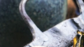 Mejillones a la marinera