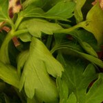 plato de crema de boniato casera