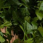 Pimientos rellenos cubanos