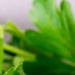 Sopa de brócoli y puerros