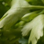 Sopa de pollo peruana