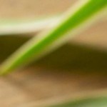 arroz con queso y elote