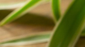 arroz con queso y elote