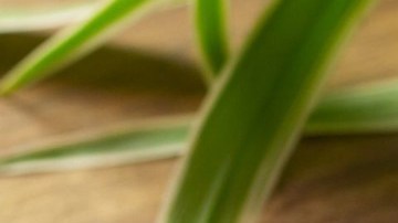 arroz con queso y elote