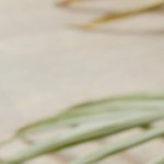 Calabacita con queso a la mexicana