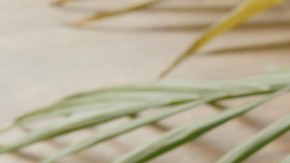 Calabacita con queso a la mexicana