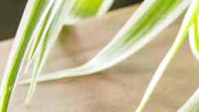 Cuscús con higo y naranja