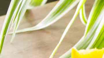 Cuscús con higo y naranja