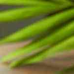 Ensalada de lentejas con lemongrass