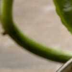 Espaguetis con crema de chile jalapeño