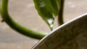 Espaguetis con crema de chile jalapeño