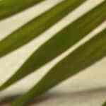 Nueces garrapiñadas