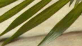 Nueces garrapiñadas