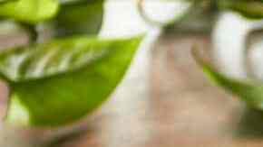 Pastel de poro y pollo