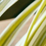 Atole de vainilla con anís estrella