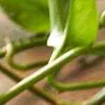 Sopa de tocino queso y cerveza