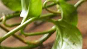 Sopa de tocino queso y cerveza