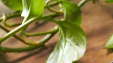 Sopa de tocino queso y cerveza
