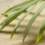 Tacos de picadillos de lenteja