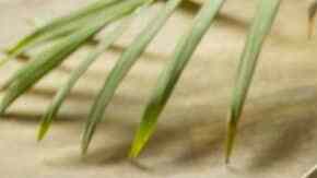 Tacos de picadillos de lenteja