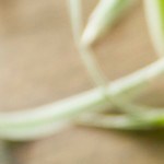 Cheesecake de calabaza