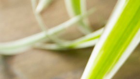 Cheesecake de calabaza