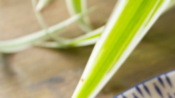 Cheesecake de calabaza