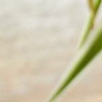 Photo © 2019 The Grosby Group
Chocolate caliente vegano