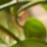 ensalada cremosa de pollo