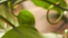 ensalada cremosa de pollo