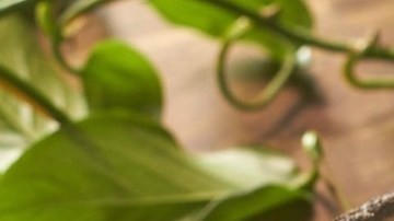 ensalada cremosa de pollo