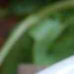 Plato con ensalada de garbanzos con pollo