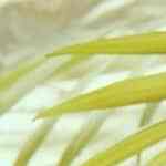 molletes con frijoles y queso 5