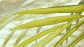 molletes con frijoles y queso 5