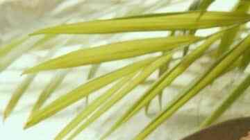 molletes con frijoles y queso 5