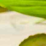 Ceviche de pescado mexicano