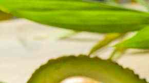 Ceviche de pescado mexicano