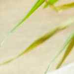 Chuletas de cerdo con miel y mostaza