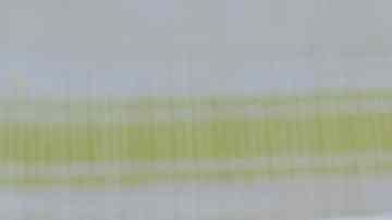 Empanadas de verde ecuatoriana, rellena de queso