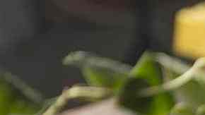 Empanadilla de espinacas queso y pasas