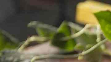 Empanadilla de espinacas queso y pasas