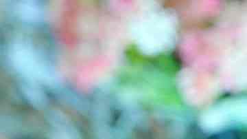 Langostinos rebozados