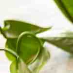 Lomo de cerdo con cebollas cambray y mostaza dijón